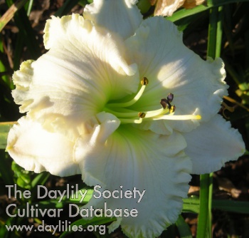 Daylily Spacecoast White Frosting
